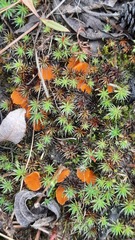 Neottiella