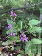 Desmodium canescens