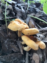 Cantharellus lateritius