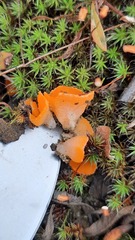 Neottiella