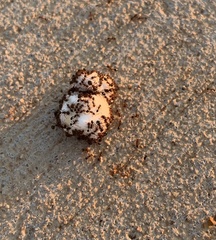 Solenopsis saevissima