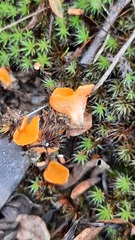 Neottiella