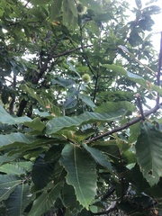 Castanea