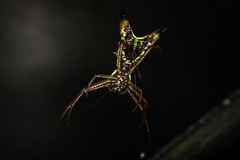 Micrathena sagittata