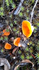Neottiella