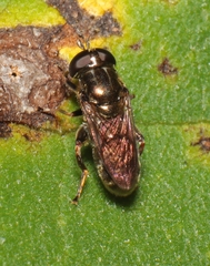Eumerus