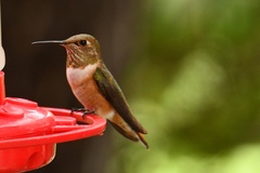 Selasphorus rufus