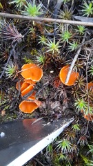 Neottiella