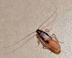 Supella dimidiata