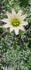 Codon royenii