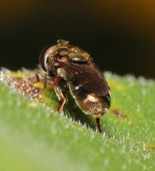 Eumerus
