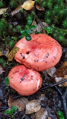 Russula sanguinea