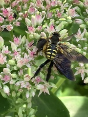 Anthidium oblongatum