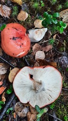 Russula sanguinea