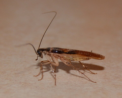 Supella dimidiata