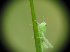 Anacridium aegyptium