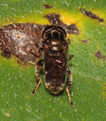 Eumerus