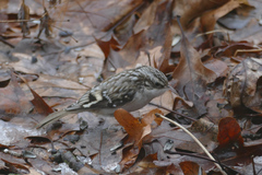 Certhia americana