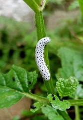 Tenthredo scrophulariae