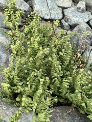 Adiantum aleuticum