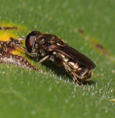 Eumerus