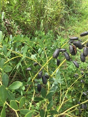 Baptisia