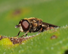 Eumerus
