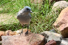 Aphelocoma wollweberi