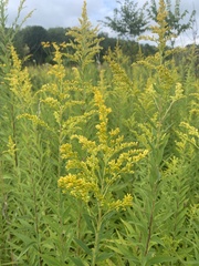 Solidago canadensis