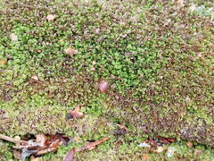 Lophocolea heterophylla