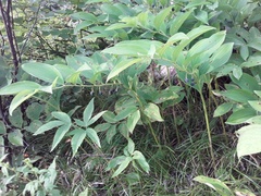 Polygonatum odoratum maximowiczii