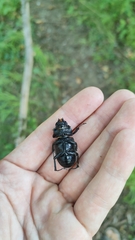 Lucanus cervus