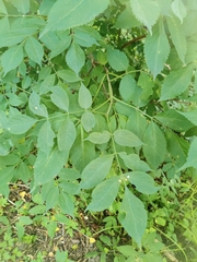 Sambucus nigra