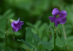 Oxalis drummondii