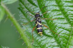 Clytus arietis