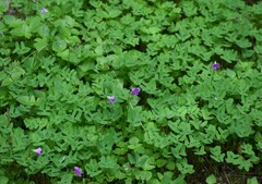 Oxalis drummondii