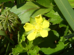 Potentilla indica
