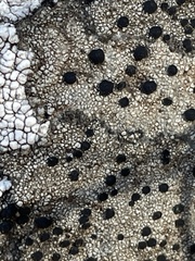 Lecidella carpathica