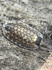 Porcellio spinicornis