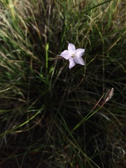 Ipomopsis longiflora