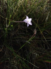 Ipomopsis longiflora