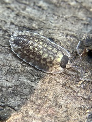 Porcellio spinicornis