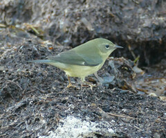 Setophaga caerulescens