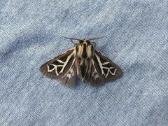 Apantesis williamsii