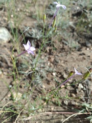 Ipomopsis longiflora