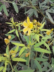 Senna roemeriana