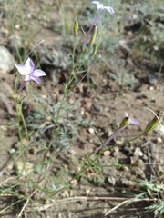 Ipomopsis longiflora