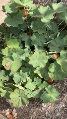 Alchemilla mollis