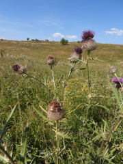 Cirsium decussatum