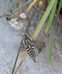 Hyles livornica